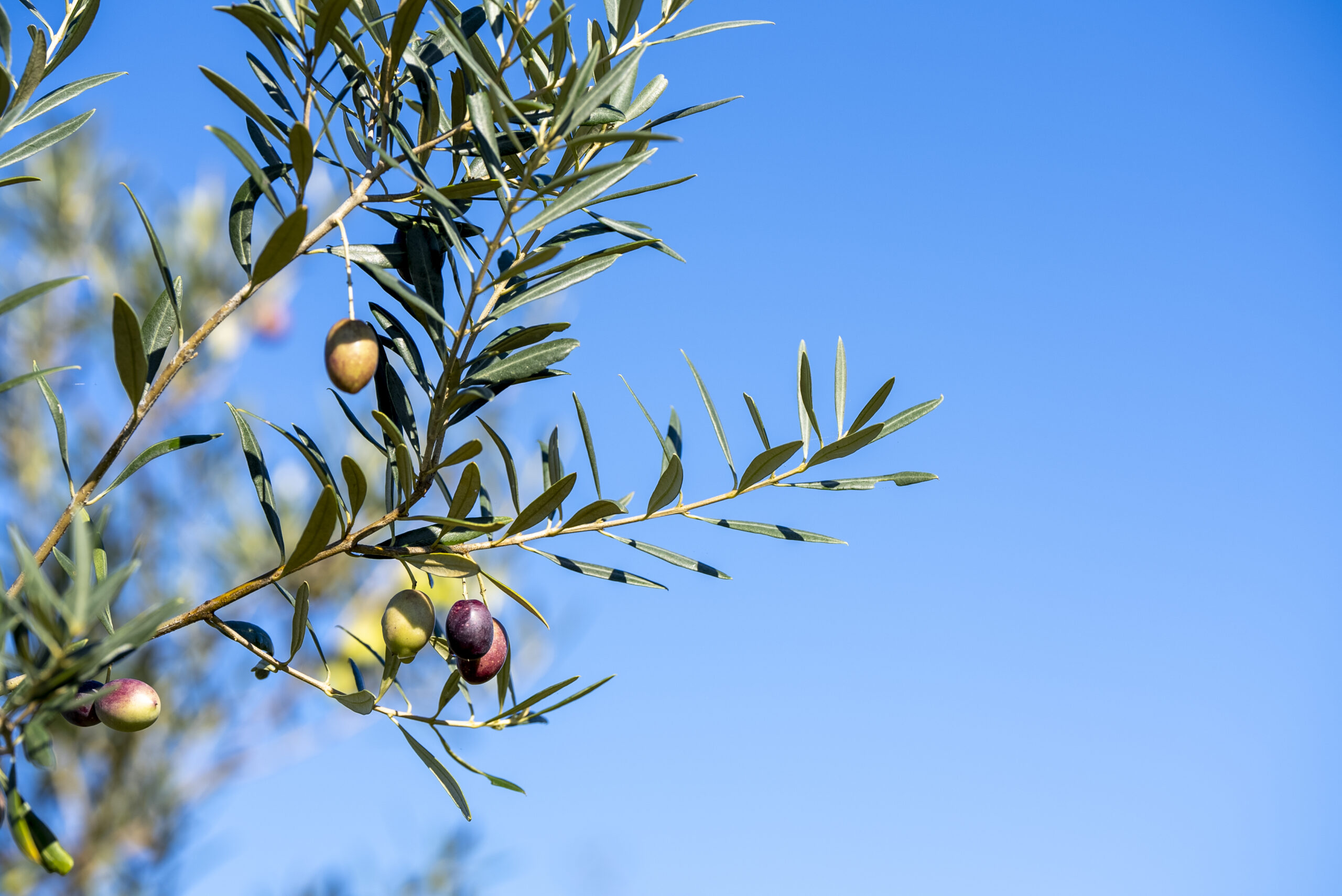 ©Esporao Cobrancosa 03 scaled