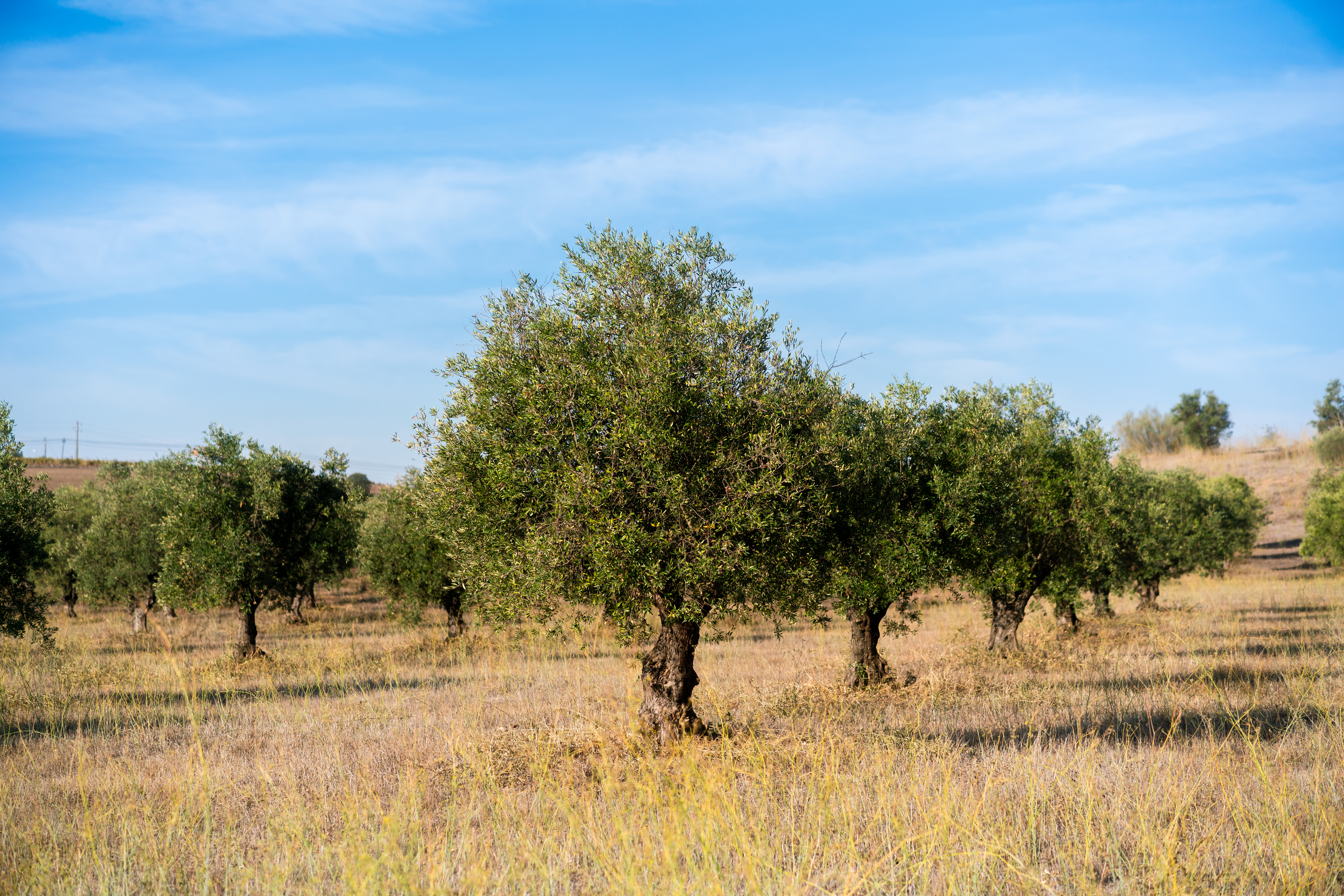 ©Esporao Olival da Torre 04